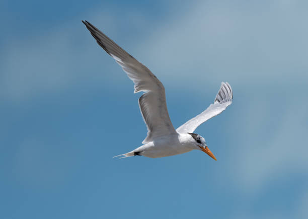 istock Royal tern flies over the Gulf of Mexico 940944910