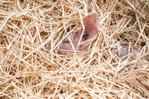 closeup of little pig sleeping in the dried grass