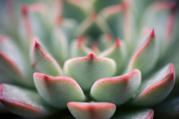 istock Close up of succulent plant backgruond 940944984