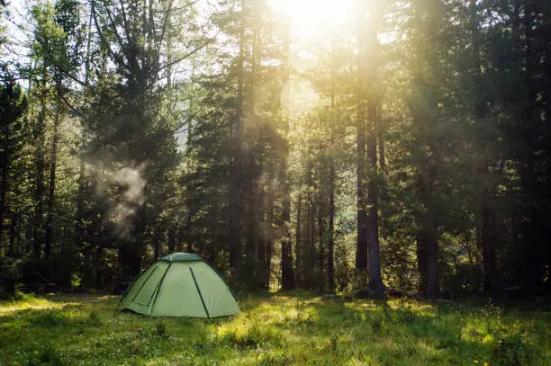 View of tent in forest at sunset or sunrise. Camping background.Tourist tent in green pine forest with sunbeams at campsite. Adventure travel active lifestyle freedom outdoors.