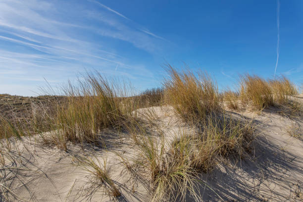 istock Close-Up to Grass Dunes with beautiful Sky at Domburg Beach / Netherlands 940945882