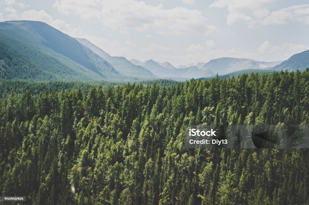 Landscape with forest mountains. Landscape with forest mountains. Altai, Siberia. High fir on the slopes of the Altai mountains. The harsh Russian landscape. Forest Stock Photo