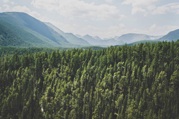 landscape with forest mountains. - russia river landscape mountain range imagens e fotografias de stock