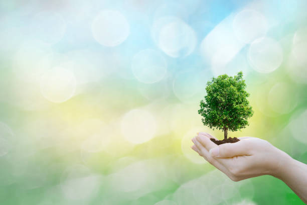 istock Ecology concept human hands holding big plant tree with on blurred sunset background world environment 940946928