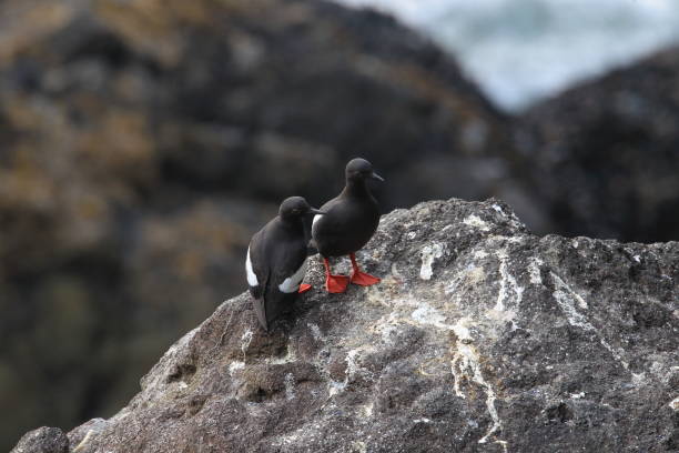istock Pigeon Guillemot , Oregon Coast USA 940948286