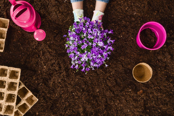 istock Planting a plant on garden soil texture background top view 940948890