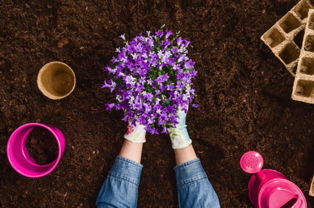 istock Planting a plant on garden soil texture background top view 940948938