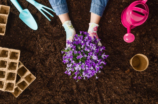 istock Planting a plant on garden soil texture background top view 940949022