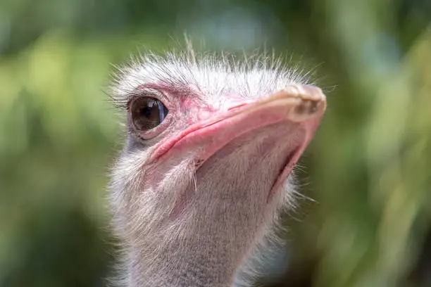 Beautiful portrait of big African ostrich in zoo , Thailand . Close up, macro