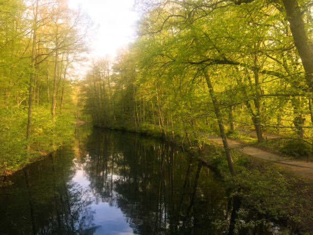 istock beautiful sunlight in spring during a forest walk at the lake side 940949368