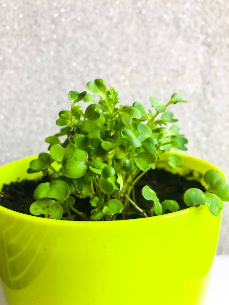 istock Young shoots of leaf mustard in pot 940949410