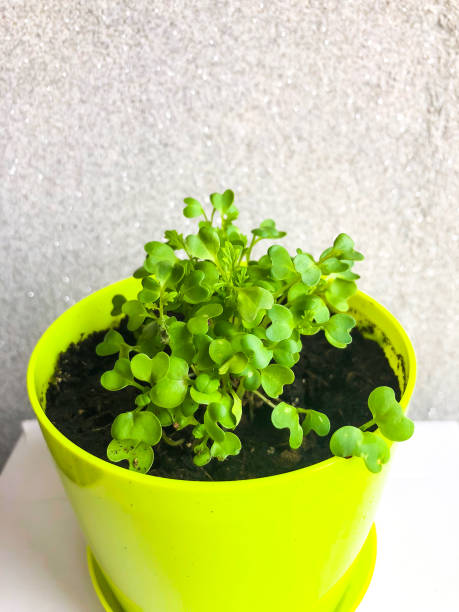 istock Young shoots of leaf mustard in pot 940949442