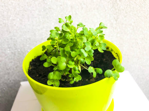 istock Young shoots of leaf mustard in pot 940949464