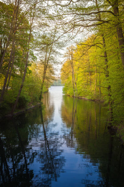 beautiful sunlight in spring during a forest walk at the lake side