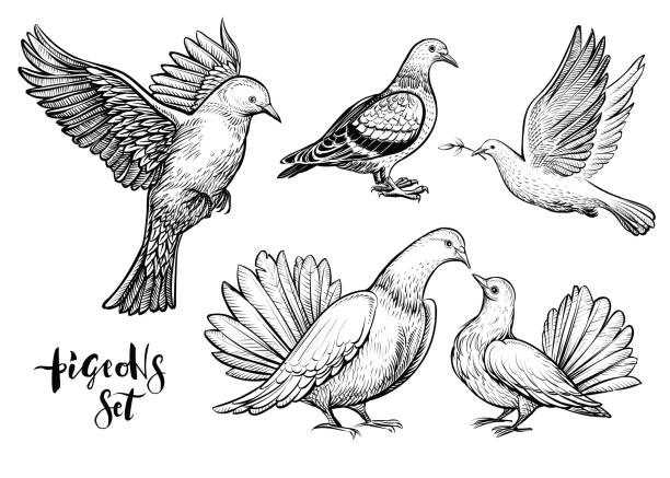 Doves hand drawn illustration. Doves hand drawn illustration. Vector line art with couple of pigeons, flying white bird, standing carrier pigeon and dove with branch. dove bird stock illustrations