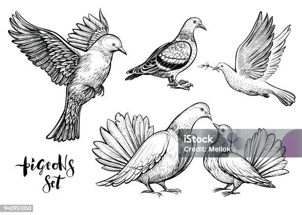 Doves Hand Drawn Illustration Stock Illustration - Download Image Now - Pigeon, Dove - Bird, Drawing - Activity