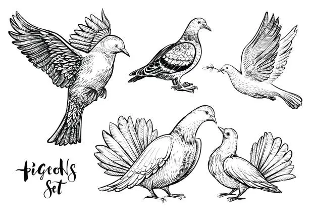 Vector illustration of Doves hand drawn illustration.