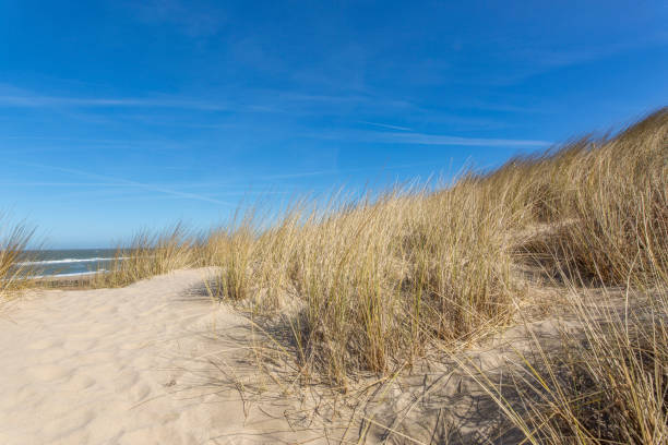 istock View from Grass Dunes towards Domburg Beach and North Sea / Netherlands 940954858
