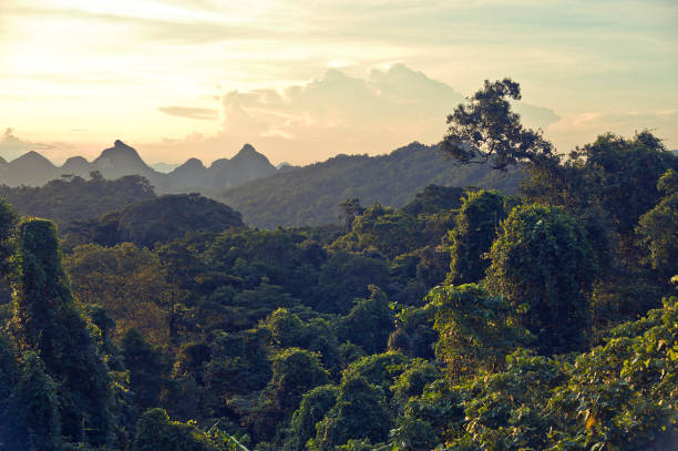 istock Jungle landscape and distant mountains, Khe Bang, Quang Binh Province 940955154
