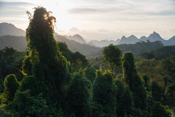 istock Jungle landscape and distant mountains, Khe Bang, Quang Binh Province 940955166