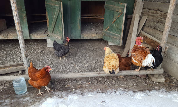 istock Many chickens in the nature 940955168