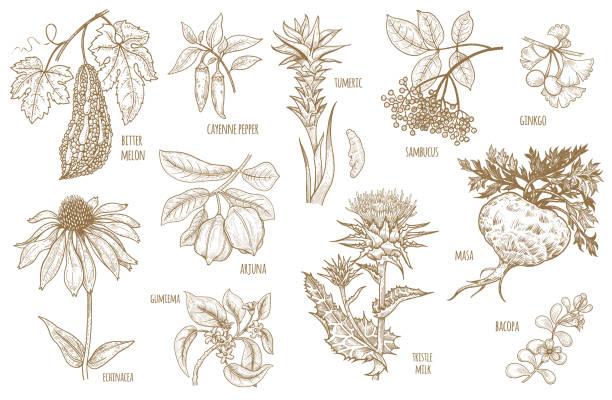 vektor-illustration ayurvedische kräuter. - message holder stock-grafiken, -clipart, -cartoons und -symbole