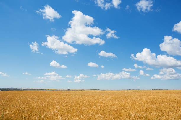 istock yellow wheat grows in a field, a blue sky with clouds, agriculture 940959750