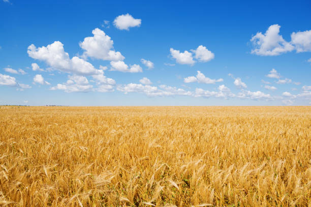 istock yellow wheat grows in a field, a blue sky with clouds, agriculture 940959856