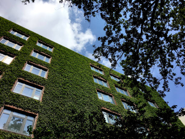 istock ivy growing on a brick building 940960398