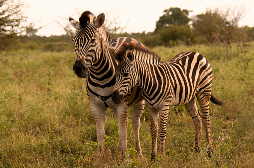 Burchell’s Zebra with her your foal
