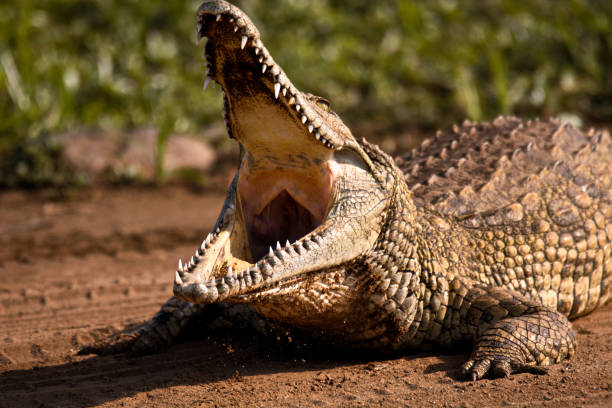 crocodilo do nilo - crocodile family - fotografias e filmes do acervo