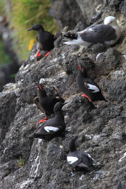 ピジョン ウミバト、オレゴン州の海岸米国 - oregon beach ストックフォトと画像