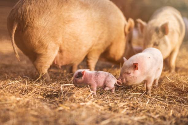 istock Little piggy in farm 940961044