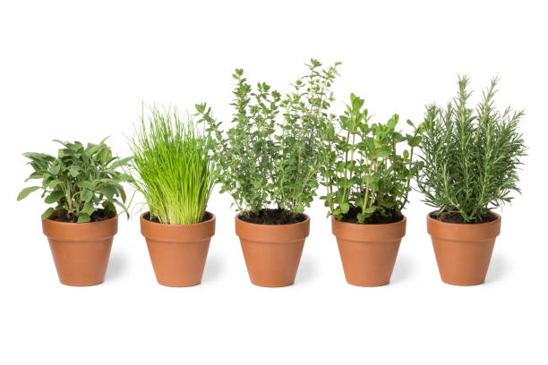 row of brown terra cotta pots with fresh herbs - oregano freshness herb brown imagens e fotografias de stock