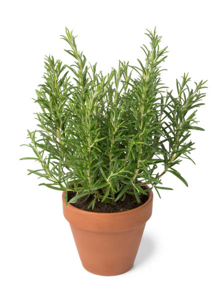 istock Brown terra cotta pot with fresh italian rosemary 940962162