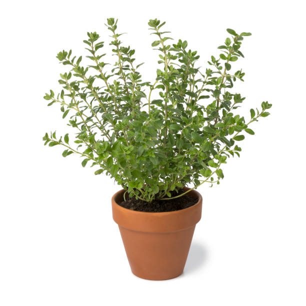 istock Brown terra cotta pot with fresh Oregano 940962442