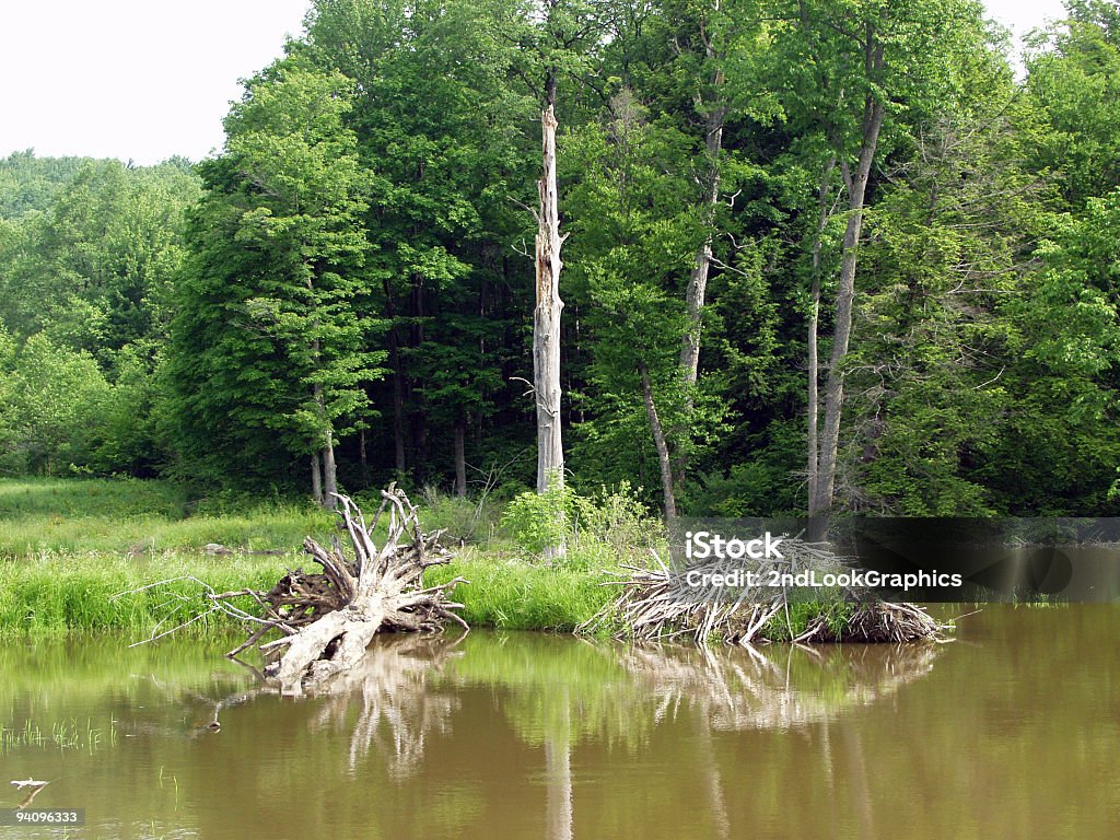 Beaver Dam - Foto de stock de Campo royalty-free