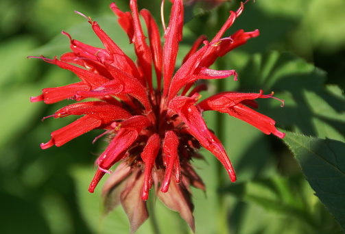 Bright Red Bee Balm, Bergamot, or Monarda, growing in the herb garden. Is great for herbal tea.  