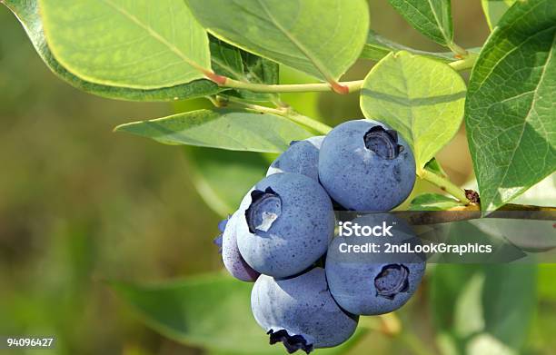 Heidelbeeren Auf Bush Stockfoto und mehr Bilder von Amerikanische Heidelbeere - Amerikanische Heidelbeere, Strauch, Ast - Pflanzenbestandteil