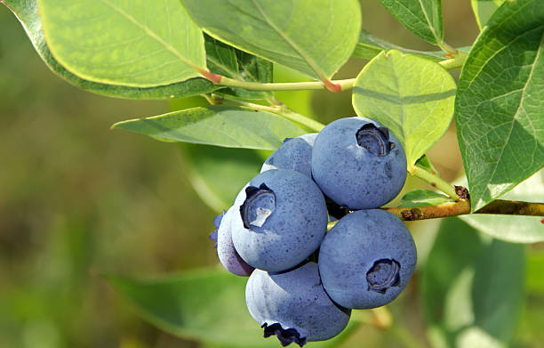 istock Close up of blueberries on bush 94096427