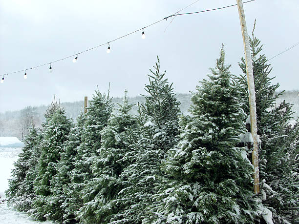 Christmas Trees For Sale with a string of lights above.  