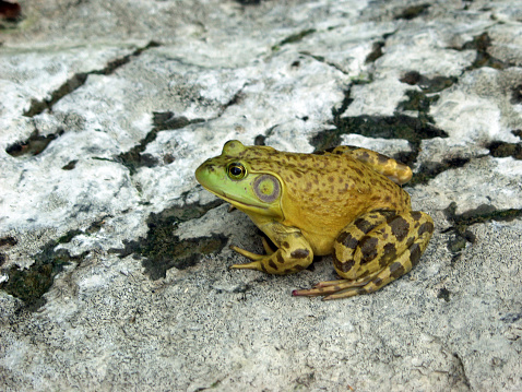 Close-up of a green water frog Rana Esculenta sitting strikingly on a stone, Germany