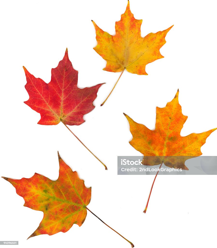 Quattro Foglie di acero autunno - Foto stock royalty-free di Acero da zucchero