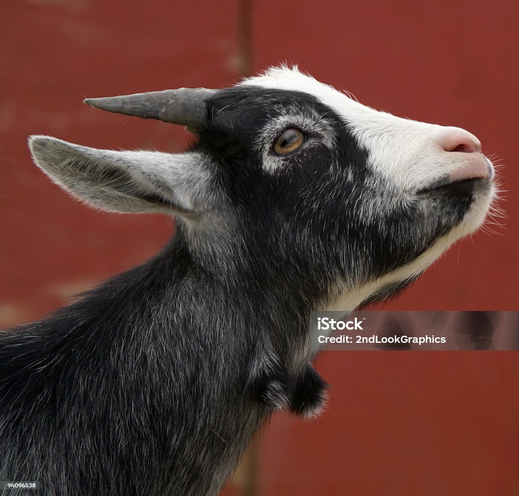 Young Goat  Animal Stock Photo
