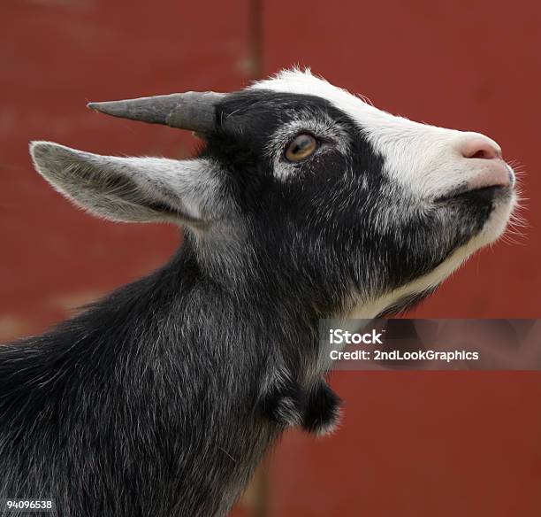 Young Goat Stock Photo - Download Image Now - Animal, Animal Hair, Animal Head