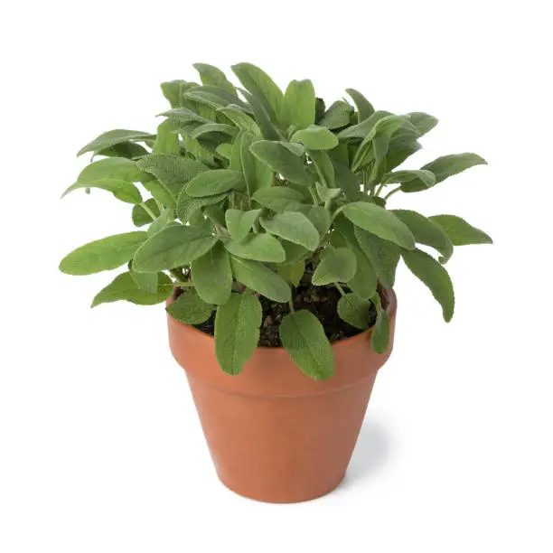 Photo of Brown terra cotta pot with fresh sage