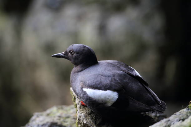 istock Pigeon Guillemot , Oregon Coast USA 940967502