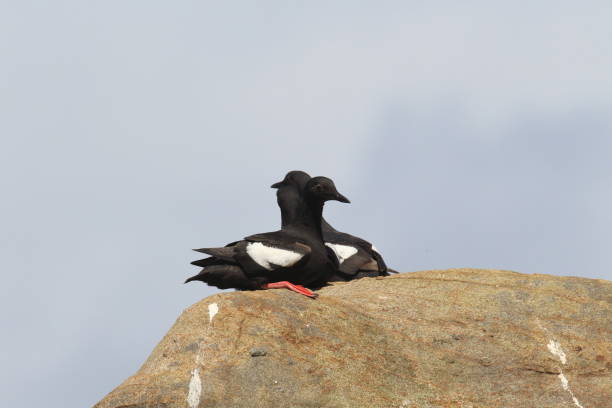 istock Pigeon Guillemot , Oregon Coast USA 940968332