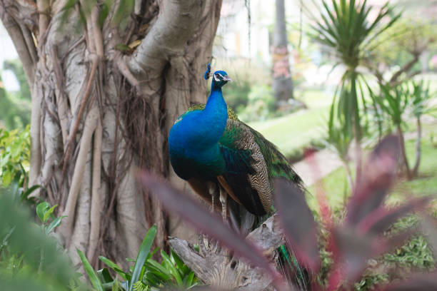 istock beautiful male peacock with feathers 940969258
