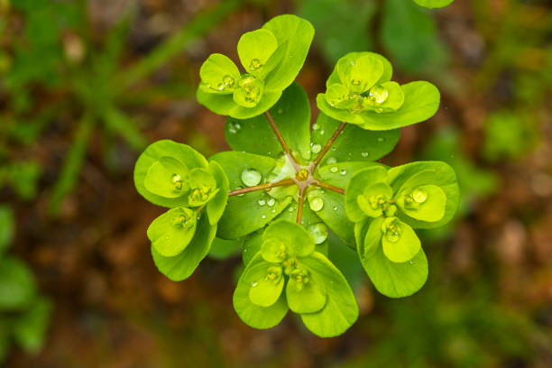 Green Flower Plant in Nature